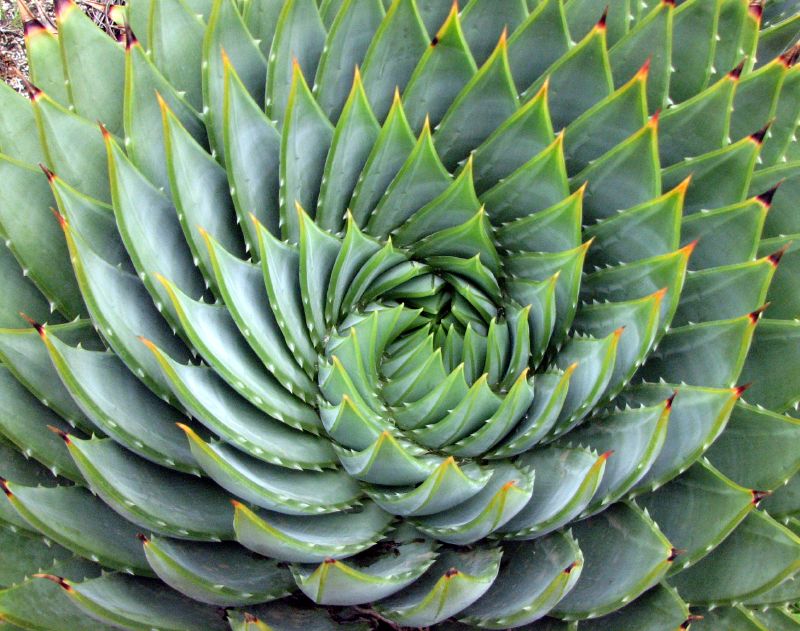Picture of spirals in an Aloe plant